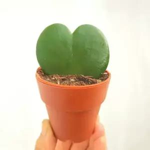 하트호야 키우기 1촉 - 실내공기정화 전자파차단 공방 다육이 더블