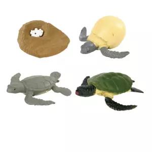 생물학 교육 거북이 성장과정 알부화 4단계 모형교구 상상력 비교관찰