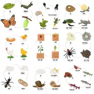 어린이교구 연어 개구리 거북이 한살이 피규어 모형 성장과정모형