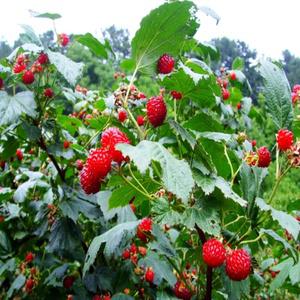 딸기나무 산딸기 묘목 분묘 소품 왕산딸기