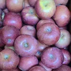 경북사과10kg B품 햇사과 부사 아리수 홍로 홍옥 랜덤