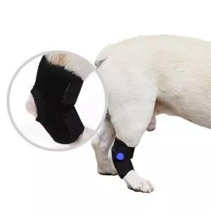 [셀러에이드]잔솔 강아지 슬개골 보호대 관절 탈구 쓸개골 보조기