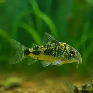 코리도라스 페퍼드 5마리