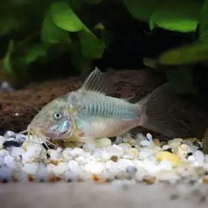 열대어 코리도라스 브론즈 그린 5마리 청소 물고기