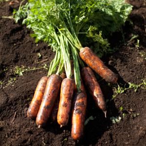 요리용 제주 구좌 흙 당근 3kg 5kg / 중품 상품 특품