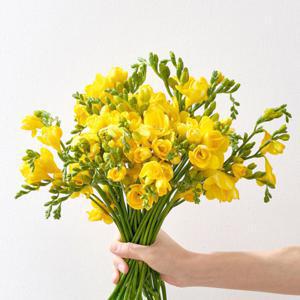 20줄기)보존제 증정 특가 프리지아 가장 먼저 피는 봄꽃 생화 프리지아 튤립 꽃다발
