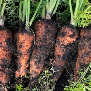 당근 흙당근 햇당근 국내산 당근주스용  10kg 중과 (제주구좌당근) 왕 상 특 옵션도 구매 가능