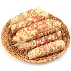 (신선집중) 쫀득한 냉동 찰옥수수 홍찰옥수수 중(12~14cm내외) 10개 /2세트 주문시 25개 발송