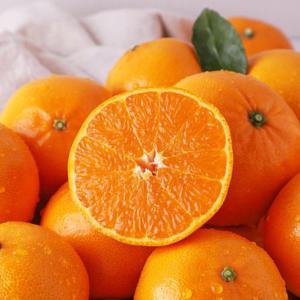 제주 새콤달콤 가정용 천혜향 소과 4.5kg (30-45과)