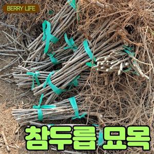 [베리세상]직접 키우는 두릅 묘목 20개