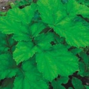 국산 적 어수리 식물 산 나물 씨앗 품종 종자 50립 WA3A0E0