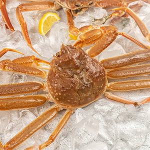 [산지직송] 포항 구룡포 대게 3마리(중/9.7-10cm)