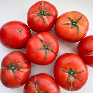 탱글탱글 완숙 토마토 5kg (쥬스용/못난이)