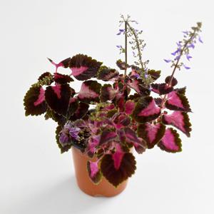 콜레우스 초콜릿 커버드 체리 싱그러운 소형 식물 모종