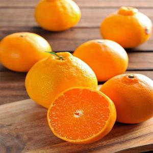 제주 천혜향 선물세트 1.5kg/2.5kg/4.5kg