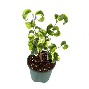 바로크벤자민 바리에가타 무늬 바로크 벤자민 고무나무