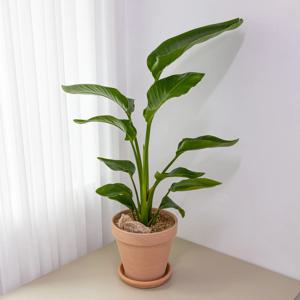 여인초 극락조 공기정화식물 인테리어화분