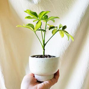 무늬홍콩야자 쉐프렐라 미니화분 관엽식물