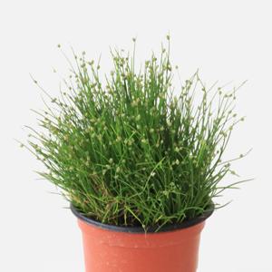 아침이슬 소형 애기바늘사초 인테리어 공기정화 관엽식물 모종