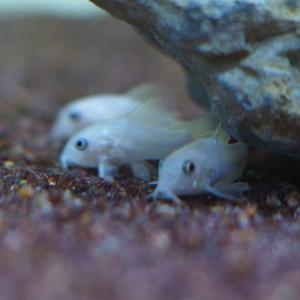 화이트팬더 코리도라스 2~3cm (화팬)