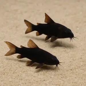 코리도라스 베네수엘라 블랙(짜장코리) 3마리