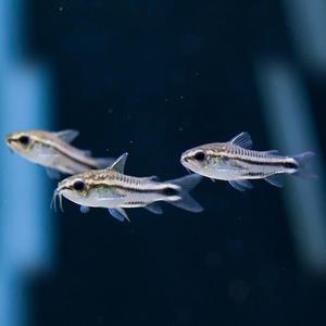 열대어 관상어 청소물고기 / 코리도라스 피그메우스 [5마리]