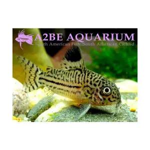 [에이투비]코리도라스 쥴리 / 3-4cm 내외 / 3마리