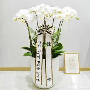 장례식장 근조 서양란(화이트)MTFB103