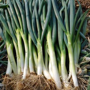 매일수확 신선한 대파 흙대파 2kg 산지출발