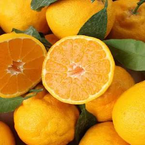 [아리팜스] 제주 고당도 한라봉 선물용 5kg (10~24과 내외)