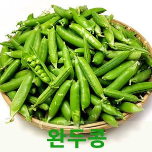 국내산 완두콩1kg 햇완두콩 웰빙푸드 싱싱지오