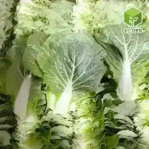 국내산 쌈추 쌈배추 쌈채소 2kg