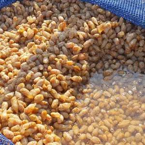 횟감용 오만둥이 1kg