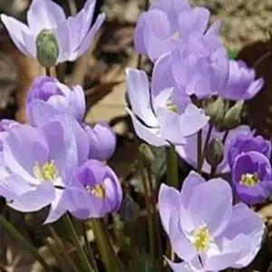 깽깽이풀 노지월동 다년생 모종- 3년생 포트 SP269