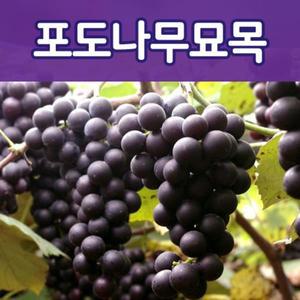 [태영]포도나무/캠벨,거봉,머루,샤인머스켓.가지포도