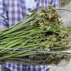 지리산 야생 고사리 / 생고사리 / 2026 햇고사리 2관 8kg