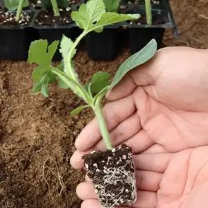 망고수박모종 10주 베란다 미니텃밭 옥상재배 가정원예용 미니수박