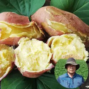 25년 해남 해풍 고구마 달인 전태식 햇 토종 밤고구마 5kg(중상)