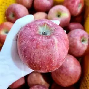 [도매가] 껍찔채먹는 고당도 경북 황금 부사 사과, 1박스, 10kg 대과