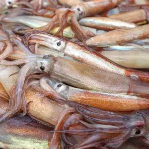 이프로마켓 동해안 급냉 오징어 국내산 활 냉동 통찜용 오징어 1kg