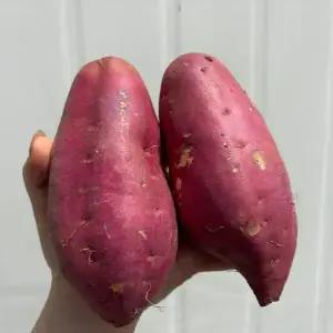 해남 황토 황금 꿀고구마 대왕 사이즈 1BOX