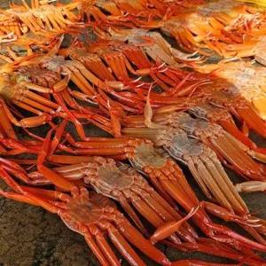 특품 울진 후포리 박달 홍게 2미 1.6-1.8kg 특대 활홍게 후포리 홍게 주문 후포항 홍게 생물 홍게 울진홍게