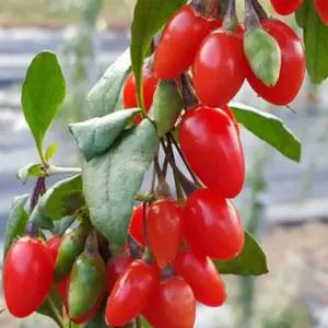 슈퍼왕구기자나무 묘목 삽목3년 결실주 뿌리 특묘 3개