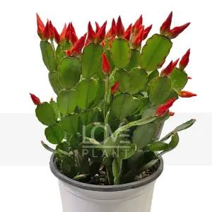 원종게발선인장(주황색) 게발 가재발 선인장 공기정화식물 식물키우기