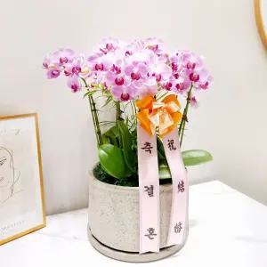 결혼식장 축하 서양란(연핑크)MTFC103