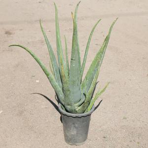 소울라인 알로에 화분 키우기 먹는알로에 다육식물