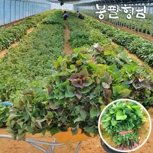 호풍미모종 5kg 고구마싹 호박고구마모종