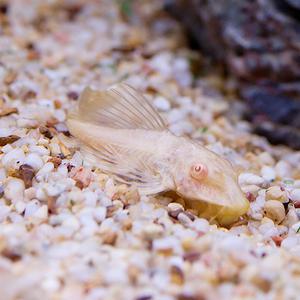 열대어 관상어 청소물고기 / 알비노 나비 비파 [1마리]