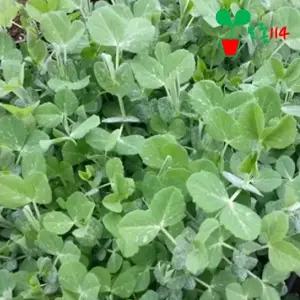 완두콩 모종 (3개)~ 베란다 텃밭 시장 씨앗 채소 묘종