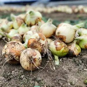 화산마을 26년 신선한 햇양파 5kg(혼합)